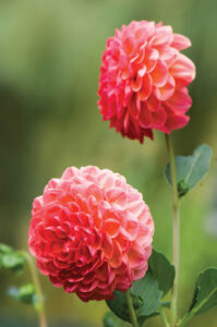 Rediscovering Heirloom Dahlias Image
